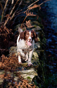 Springer Spaniel images by Neil Salisbury Betty Fold Gallery